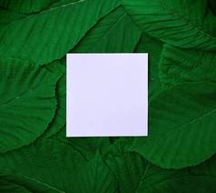 纸表中间绿色叶子栗