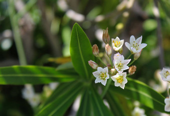 茉莉花阿拉伯茉莉花花园小嫩枝花序白色花