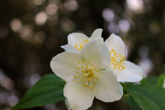 明亮的白色花山<strong>梅花</strong>冠状动脉甜蜜的山<strong>梅花</strong>英语山茱萸