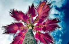 神奇的幻想红外照片棕榈树塞舌尔