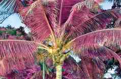 神奇的幻想红外照片棕榈树塞舌尔