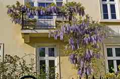 完整的用花装饰的紫色的紫藤开花叶子栏杆阳台