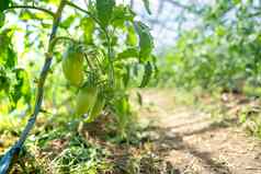 成熟太阳辣椒有机农场健康的营养农场产品复制空间
