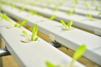 有机蔬菜幼苗<strong>情节</strong>有机蔬菜