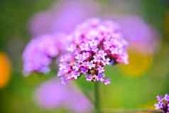 特写镜头马鞭草属博纳里恩西斯紫色的公园