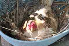 母鸡孵化鸡蛋巢