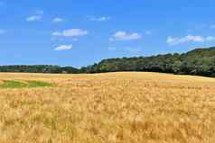 夏天视图农业作物小麦字段准备好了哈里