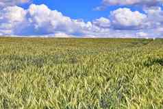 夏天视图农业作物小麦字段准备好了哈里