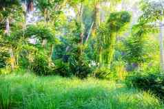 郁郁葱葱的绿色巴厘岛自然植物植被