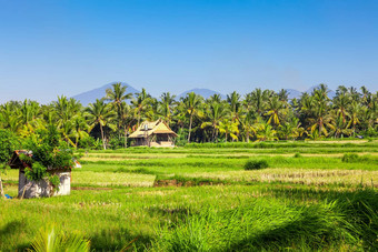 巴厘岛郁郁葱葱的绿色景观风景