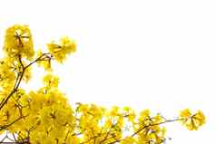黄色的花孤立的背景