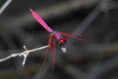 粉红色的蜻蜓坚持竹子森林泰国