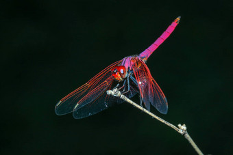 粉红色的蜻蜓坚持竹子森林泰国