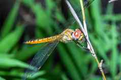 大蜻蜓坚持竹子森林泰国