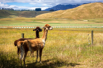 羊驼动物新西兰