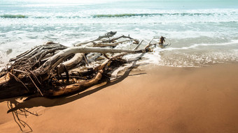 死树海滩莫拉基新西兰