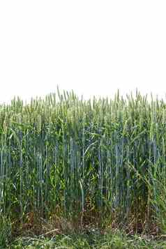 典型的小麦场背景
