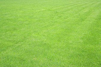 绿色草草坪上