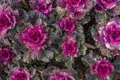 场紫色的粉红色的观赏开花甘蓝植物