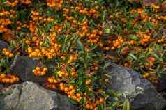 关闭集群小橙色浆果日益增长的黑暗灰色岩石