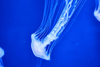 荧光水母蓝色的背景海洋