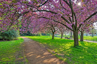 春天海德公园伦敦