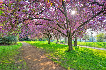 春天海德公园伦敦