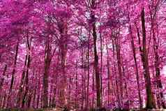 美丽的粉红色的紫色的红外全景农村局域网