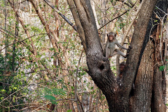 猴子猴子岛树野生热带雨森林