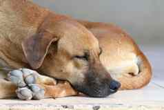 狗生病的睡眠狗放松棕色（的）狗睡觉棕色（的）狗睡眠生病的