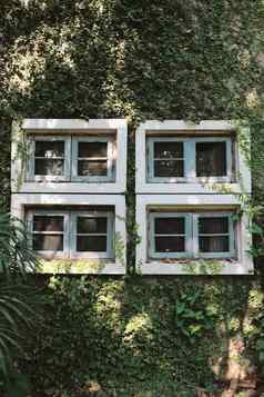 绿色艾薇墙植物建筑窗户春天