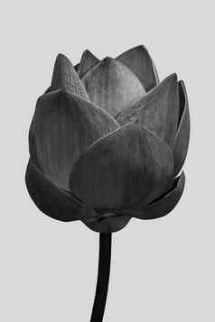 黑色的莲花孤立的灰色的背景