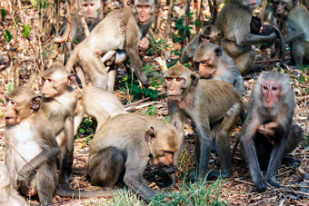 猴子很多猴子惊慌失措的踩踏事件跳运动森林