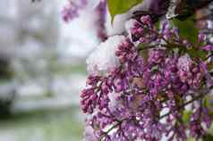 不合时宜的春天降雪覆盖淡紫色味蕾