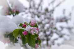 春天雪覆盖新鲜的粉红色的苹果树开花