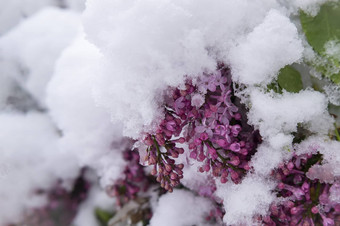 不合时宜的春天降雪覆盖淡紫色味蕾