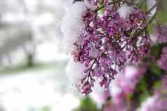 不合时宜的春天降雪覆盖淡紫色味蕾