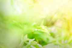 晦涩难懂散焦滴水色彩斑斓的绿色黄色的蕨类植物叶