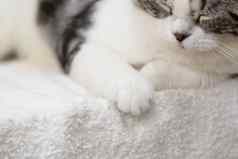 黑色的白色可爱的猫睡眠舒适的白色布