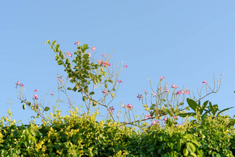 美丽的粉红色的<strong>紫荆花</strong>花在<strong>香港香港</strong>兰花树brigh