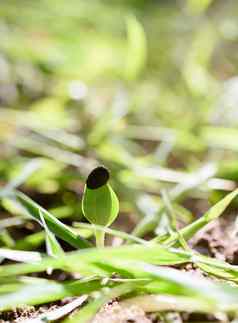 西瓜发芽日益增长的黑色的土壤阳光妈妈