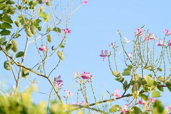 美丽的粉红色的<strong>紫荆花</strong>花在香港香港兰花树brigh
