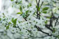 白色美丽的樱桃开花