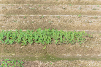 特写镜头烟草rusticamakhorka植物日益增长的<strong>山行</strong>有机农场北越南