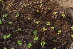 生菜幼苗种植土壤