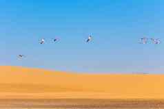 飞行粉红色的火烈鸟沙丘喀拉哈里沙漠沙漠纳米比亚