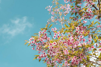 粉红色的樱花花开花春天季节美丽的盛开的樱桃蓝色的天空背景自然纯度开花樱花树分支自然植物植物区系
