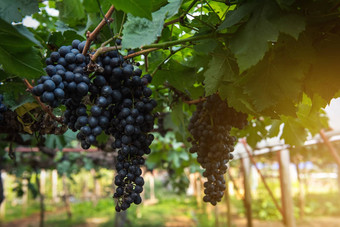 新鲜的成熟的葡萄葡萄园日落自然背景葡萄水果国家农业农业收获紫色的他来了谷