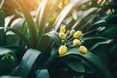 自然观赏植物室内园艺特写镜头热带自然树叶生态系统热带雨林自然郁郁葱葱的植物背景