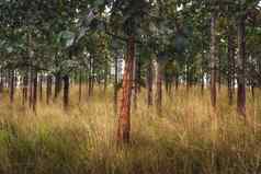 景观视图自然植物绿色树叶自然风景背景野生森林萨凡纳金草